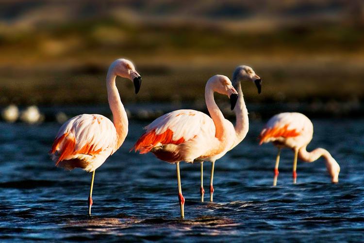 ARANWA HOTELS RESORTS & SPAS | Lima | 3